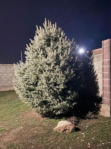 отун сатылат ош: 🎄 ПРОДАЁТСЯ ЖИВАЯ ЁЛКА 🎄 Продаётся красивая, высокая, натуральная — 2