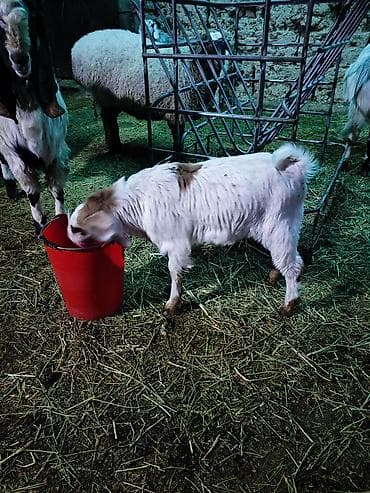 Корма для с/х животных: Продаю | Козлёнок | Битал | Для разведения | Племенные — 2