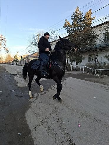 байталдар: Продаю | Жеребец | Арабская — 2
