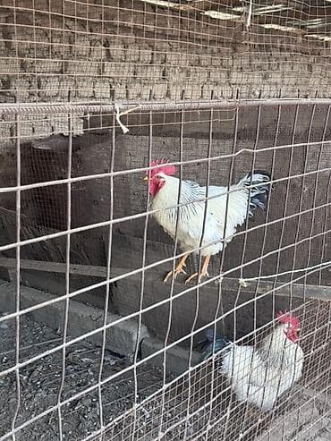 куплю кури: Продаю | Петух | Для разведения — 2