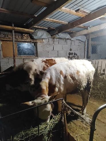 купить амура: Продаю | Бык (самец) | Полукровка | На откорм | Привязанные — 7