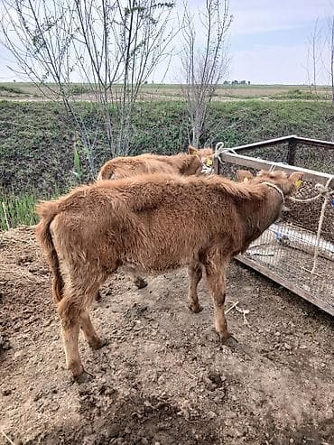 корова голиштин: Продаю | Музоо, торпок | Полукровка | На откорм | Привязанные — 2