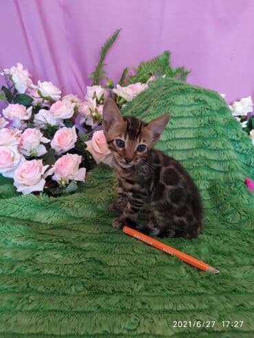 леопардовая кошка цена: Бенгальские котята !!! домашние. мини леопардики. Друзья у нас — 16