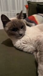 показы 1 354 72 договорная кошка даром британская короткошёрстная 1 год мальчик метис 2 позвонить написать: Сиам, 1 жаш, Ургаачы, Лотокко барууга үйрөтүлгөн — 5