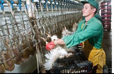 Требуется Упаковщик, Оплата: Дважды в месяц, Без опыта at lalafo.kg Требуется Упаковщик, Оплата: Дважды в месяц, Без опыта