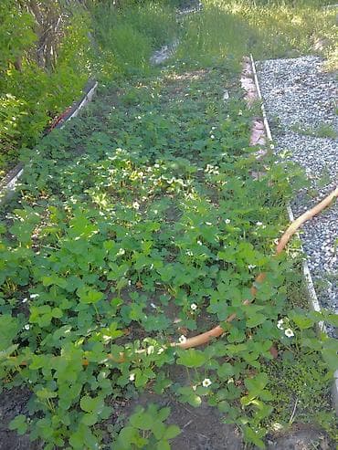 дачный: Дача на продаже - дачный дом с мансардой . Капитальные утеплённые — 7