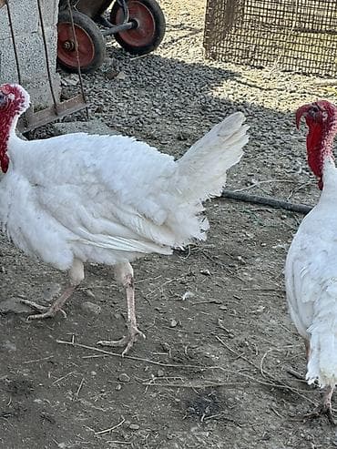 рыба маринка: Продаю | Индюк (самец), Индюшка (самка) | Черный принц, Северокавказская | Для разведения | Племенные — 3