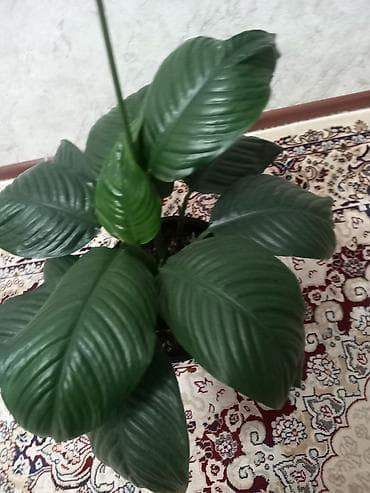 алоэ цветы: Спатифиллум сенсация (Spathiphyllum), комнатное растение в горшке. - — 1