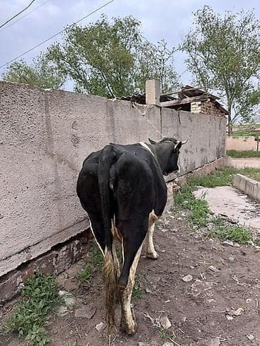 гнездо для кур: Продаю | Корова (самка) | Голштин, Швицкая | Для разведения, Для молока | Стельные, Искусственник — 3