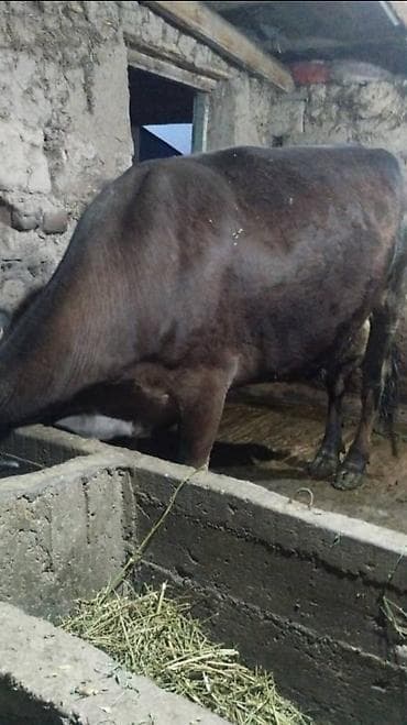 корм кур: Продаю | Корова (самка) | Для молока | Привязанные — 4