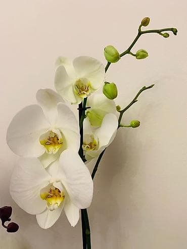 постельный бельё: Flowersbishkek flowerskg bishkekflowers магазинбишкек — 4