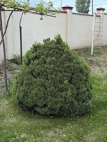 Самшит: Самшит шаровидной формы (Buxus) для ландшафтного озеленения. - Форма — 4