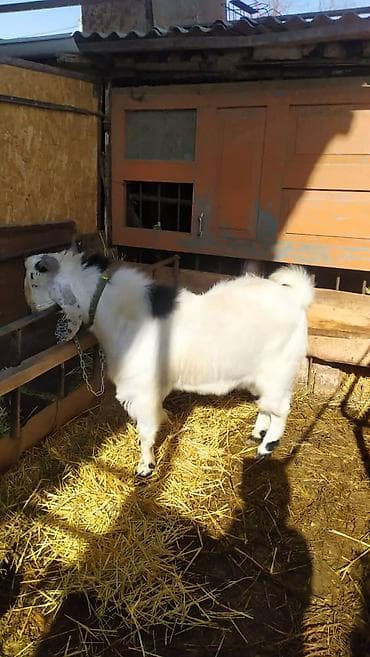 альпийская коза: Продаю | Козлёнок | Нубийская | Для разведения | Осеменитель — 1