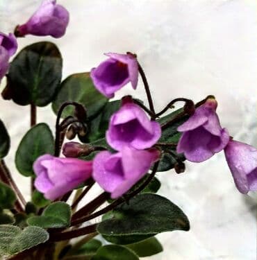 детки: В продаже трейлерные (ампельные и кустовые)фиалки🌺🥀🌺: детки — 10