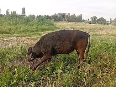 коровы швиц: Продаю | Бык (самец) | Полукровка | На откорм | Привязанные — 6