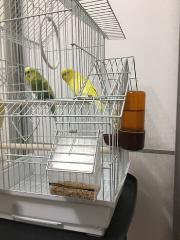 сухое молоко для животных: Продаются пара попугаев. С клеткой — 2