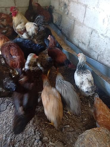 животные на продажу: Продаю домашних курей. цыплят молодняк 2-3 месячных. можно выбрать — 7