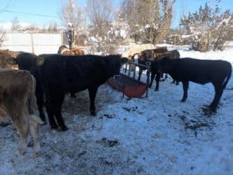 домашний петух: Продаю | Бык (самец) | Герефорд, Голштин, Швицкая | На откорм | Племенные — 1