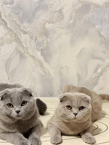 собаки бишкек: Шотландские вислоухие кошки (Scottish Fold) - Порода: шотландская — 2