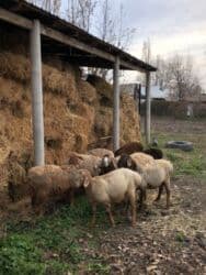 оборудование для корма: САТЫЛАТ КОЗУ КОЧКОРЛОР!! 6 айдан 7 айга чейин 10 баш Откормга баасы — 2