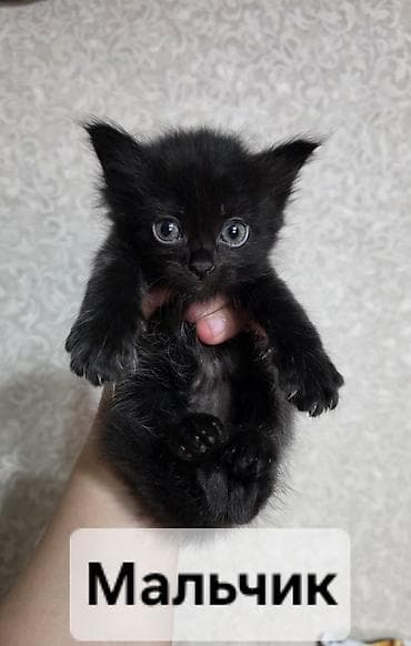 Животные: Кошка даром: Британская короткошёрстная, 2 месяца, Мальчик — 8