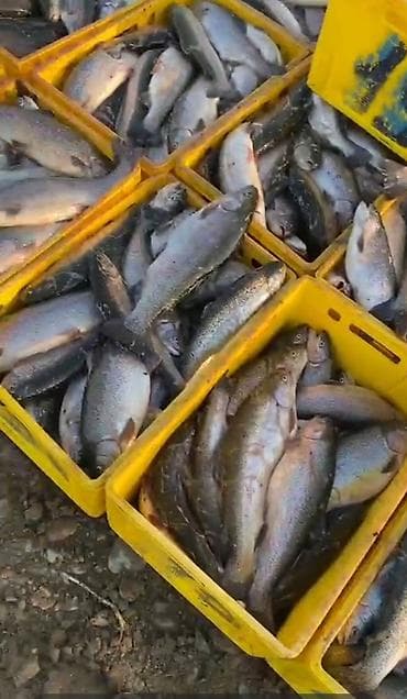 балык чарба: Форель радужная. продаже форель с доставкой в любом виде доставка — 2