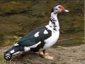 Продаю в Карабалта,индо уток и селезни тоже есть этой породы,возраст