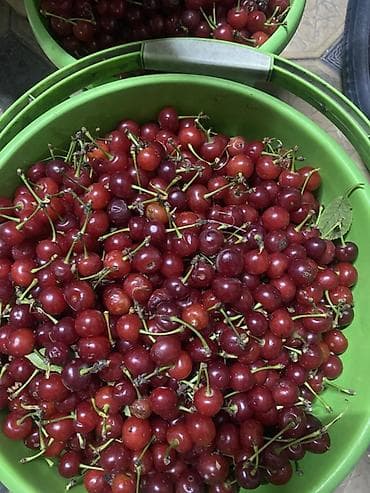 утечка воды: Вишня — 1
