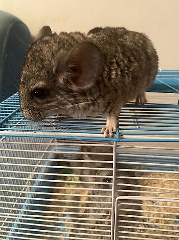 Аквариумы: ГОТОВЫ К БРОНИРОВАНИЮ 3 ШИНШИЛЛЫ 2 мальчика1 девочка Дата рождения — 4