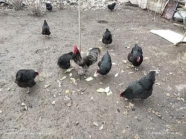 цыплята кохинхин: Продаю | Цыплята | Домашняя | Для разведения — 2