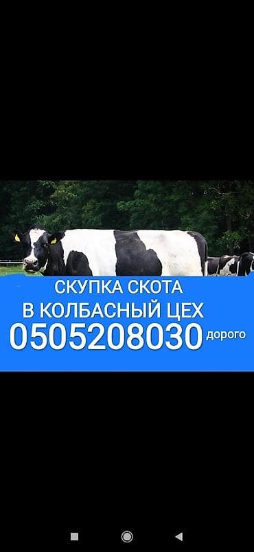 Куплю | Коровы, быки, Лошади, кони, Другие с/х животные | Круглосуточно, Любое состояние, Забитый at lalafo.kg Куплю | Коровы, быки, Лошади, кони, Другие с/х животные | Круглосуточно, Любое состояние, Забитый