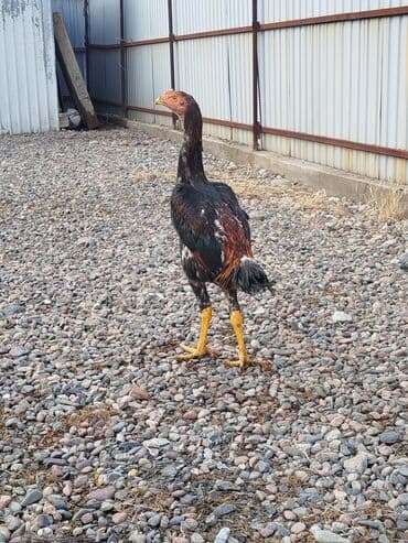 кой кыркан машина: Сатам | Тооктор | Тебиштирүүчү | Көбөйтүү үчүн — 2