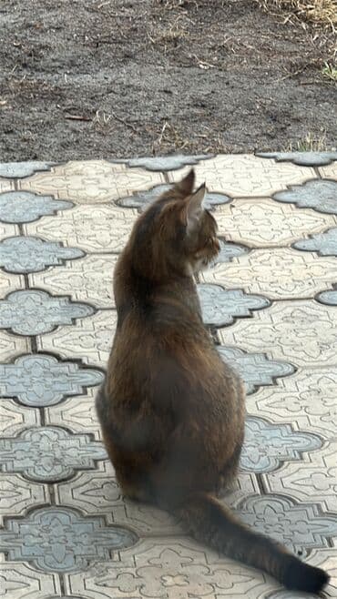 бесплатная кошка: Отдам в добрые руки шикарную кошечку, помесь абиссинской и — 2