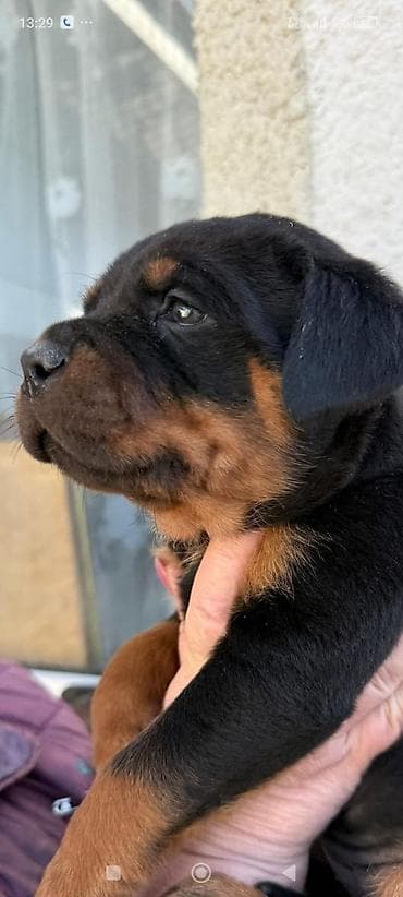 Продаются щенки ротвелера( 1 мальчик и 1девочка)возраст 1 мес