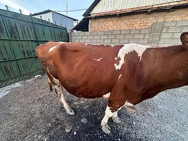 рабочи ат: Продаю | Корова (самка) | Для молока | Не стельные — 5
