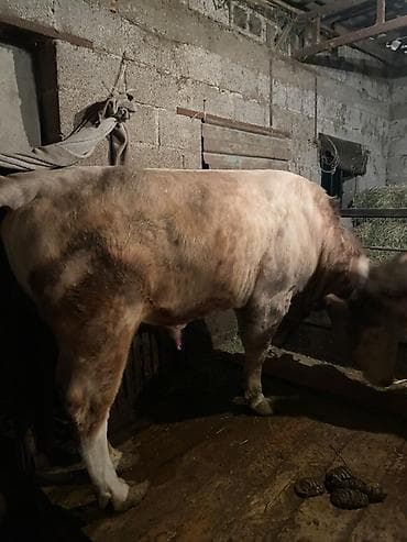 А/ч жаныбарларын сатып алам: Сатам | Бука (эркек) | Шароле | Бордоп семиртүү үчүн, Көбөйтүү үчүн | Асыл тукумдуу, Жасалма уруктандырылган, Байланган — 3