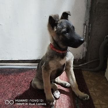 отдам даром алабай: Собака даром: Дворняжка, 4 месяца, Самка — 3