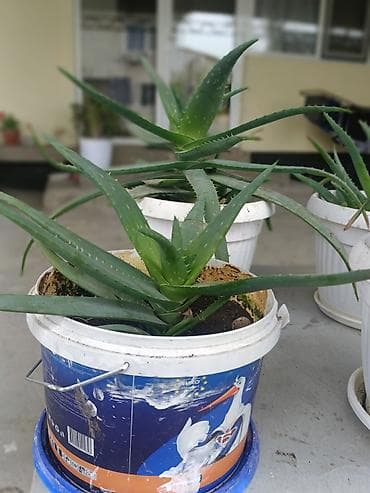 сколько стоит алоэ вера: Алоэ вера в горшках (комнатные суккуленты) - Вид: Aloe vera — 2