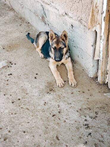 сколько стоит немецкий шпиц: Немецкая овчарка, 8 месяцев, Самка, С прививкой — 2