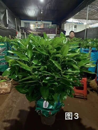 купить комнатные цветы в бишкеке: Комнатные декоративные растения в кашпо 1) Толстянка (Crassula ovata — 36