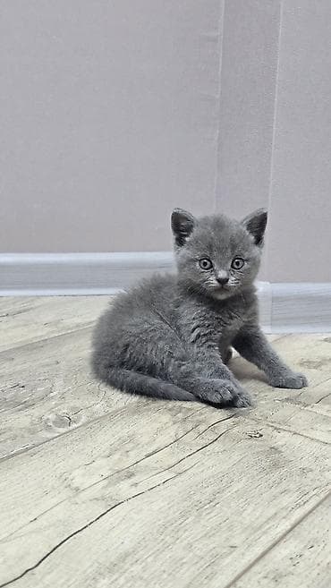 Грызуны: Скотиш Фолд (Шотландская вислоухая), 1 месяц, Мальчик, Голубой, Приучена к лотку — 6