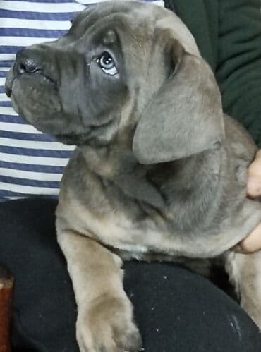 шпиц купить бишкек: Щенок крупной породы, окрас серо-голубой (шиншилла/серый), короткая — 1