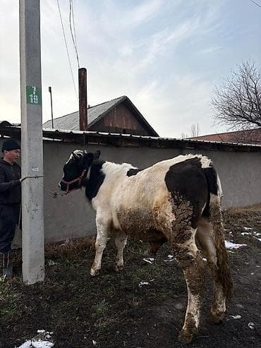 Продаю | Бык (самец) | Полукровка | На откорм | Привязанные — 3