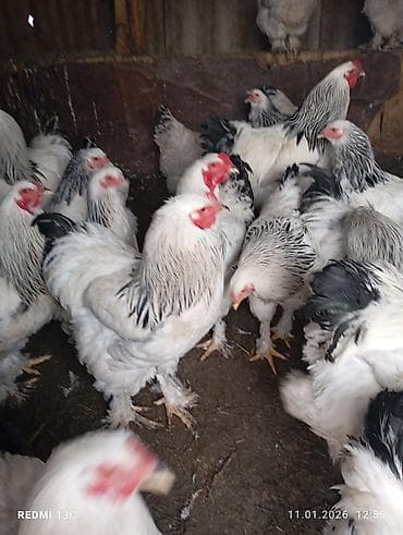 живой паук: Продаю только петухов московская брама — 2