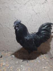 продажа щенков немецкой овчарки с документами в бишкеке: Ухейлу чистый петушок маладой толка начил пет 1ш прашу 2000сом — 2