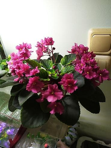 глоксиния: Продаются детки стандартных,миниатюрных и трейлерных фиалок. Детки — 6