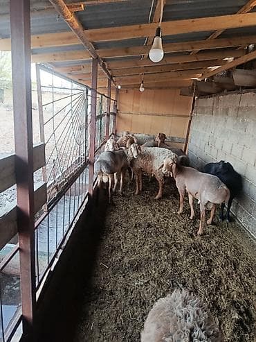 заненский коза: Продаю | Баран (самец) | На забой | Котные — 4