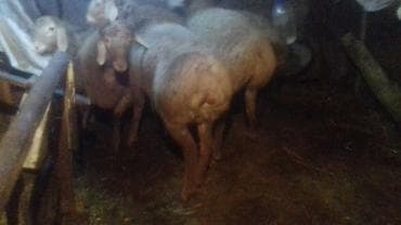 верблюд цена бишкек: Продаю | Баран (самец) | Полукровка | На забой, Для разведения, Для шерсти | Племенные, Осеменитель — 5