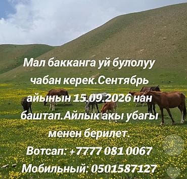 контроль: Требуется Пастух, Оплата: Ежемесячно — 1