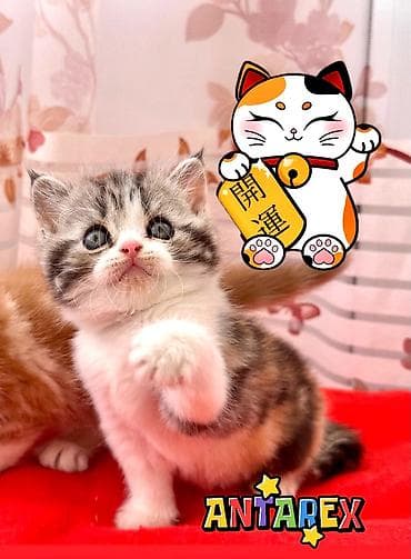 Продажа кошек: Шотландские короткошерстные котята от красивой привозной пары — 3